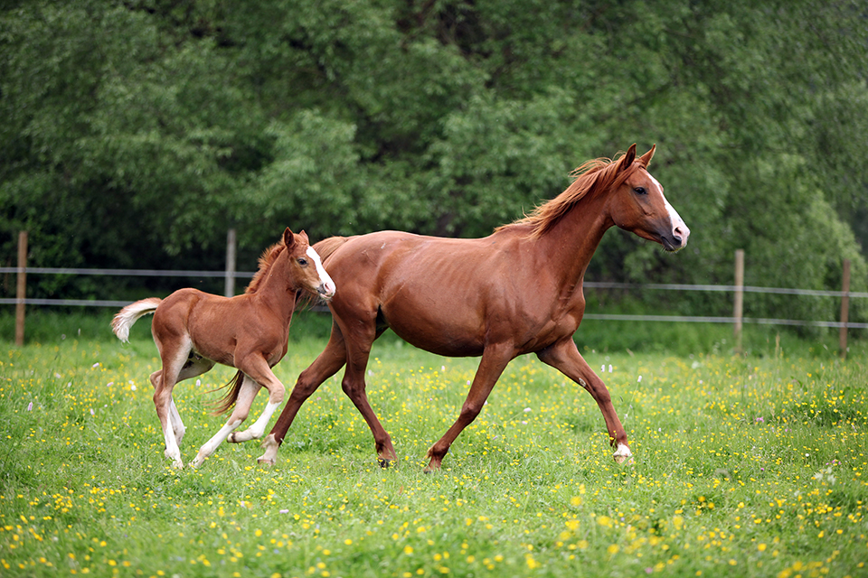 Rhodococcus Equi and Pneumonia in Foals